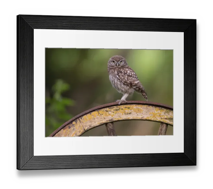 Framed Print : Little owl (Athene noctua), Vechta Framed Print : Little owl (Athene noctua), Vechta