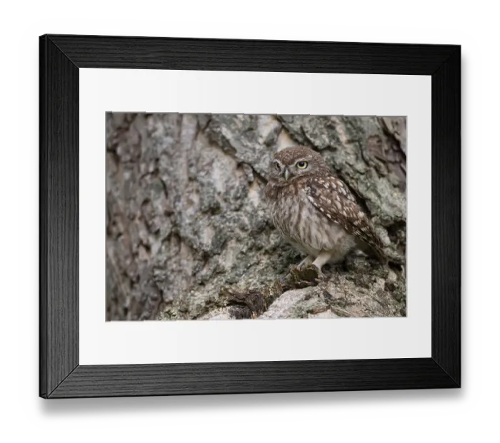 Framed Print : Little owl (Athene noctua), Vechta Framed Print : Little owl (Athene noctua), Vechta