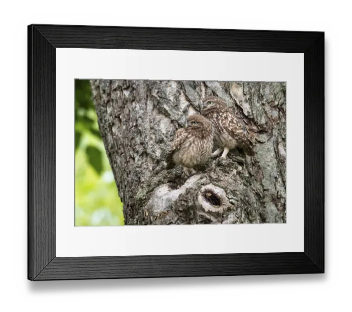 Framed Print : Little owl (Athene noctua), Vechta