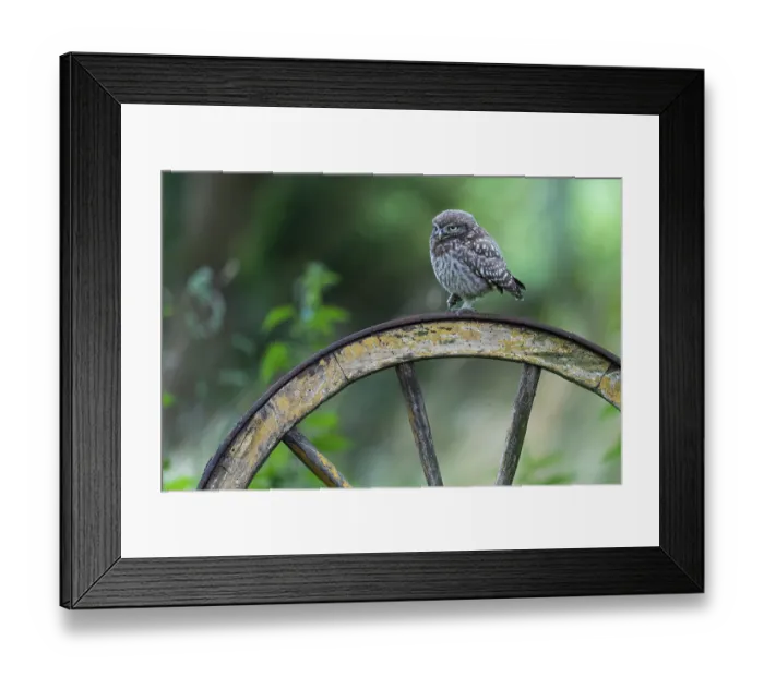 Framed Print : Little owl (Athene noctua), Vechta Framed Print : Little owl (Athene noctua), Vechta