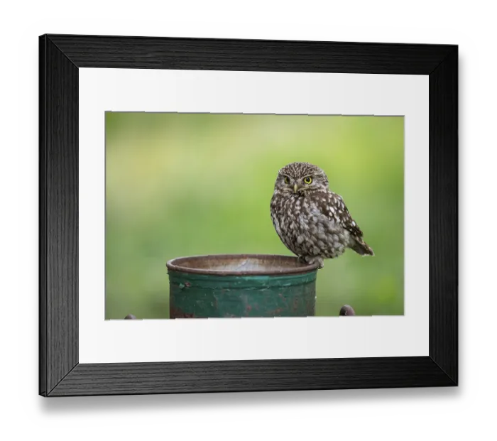 Framed Print : Little owl (Athene noctua), Vechta