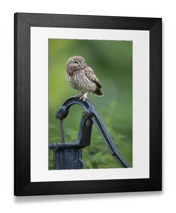 Framed Print : Little owl (Athene noctua), Vechta