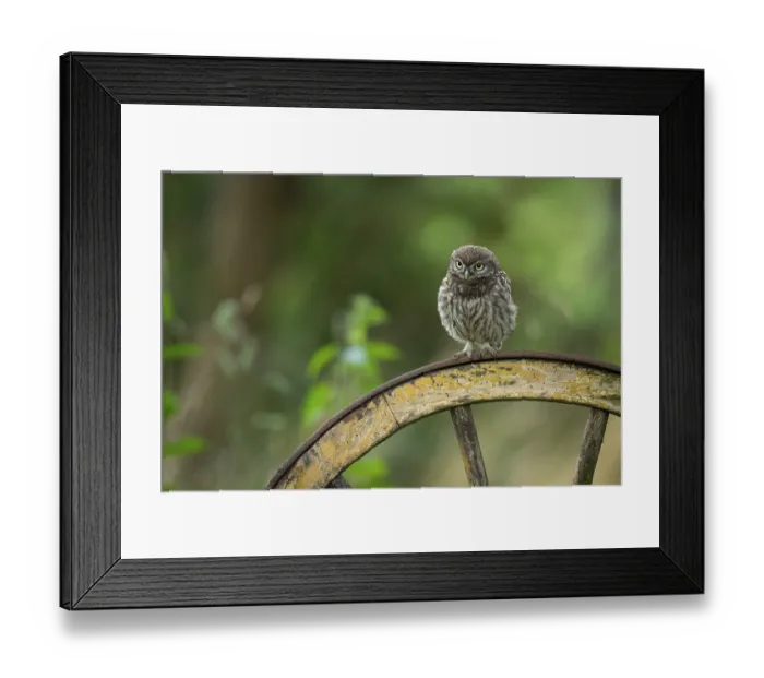 Framed Print : Little owl (Athene noctua), Vechta Framed Print : Little owl (Athene noctua), Vechta