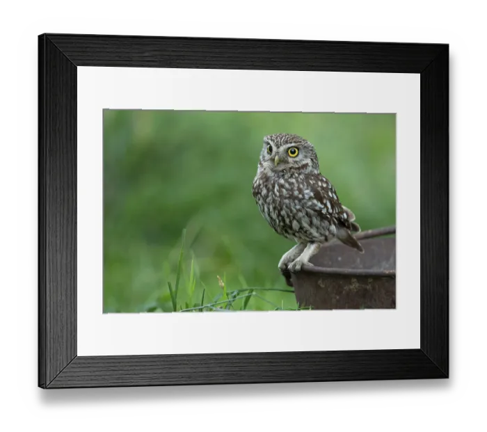 Framed Print : Little owl (Athene noctua), Vechta