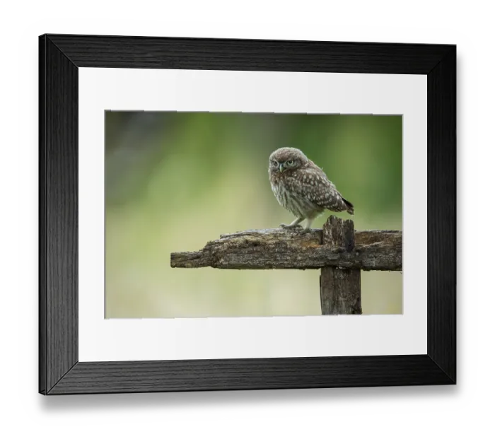 Framed Print : Little owl (Athene noctua), Vechta