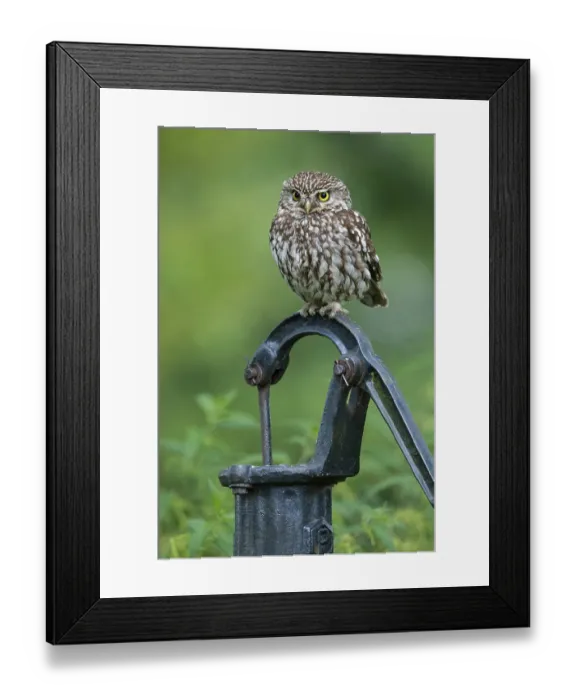 Framed Print : Little owl (Athene noctua), Vechta