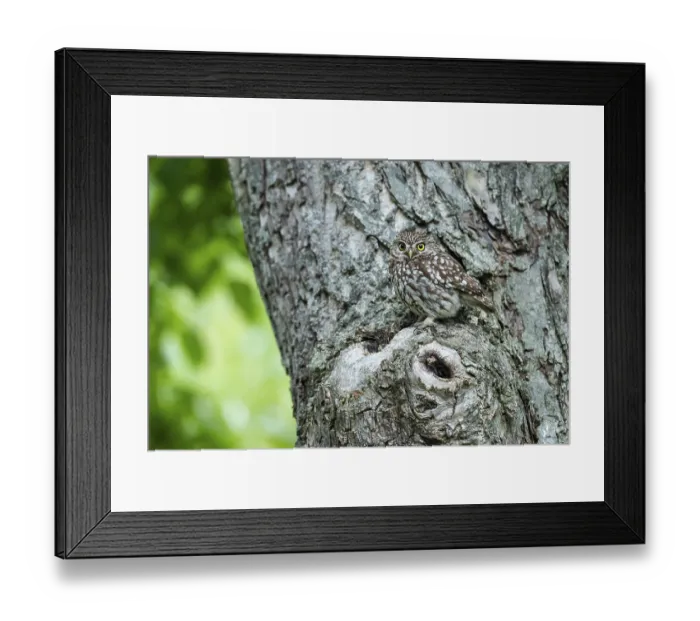 Framed Print : Little owl (Athene noctua), Vechta
