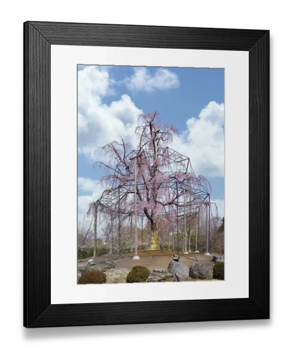 Framed Print : Kyoto, japan - march 25 2023 Framed Print : Kyoto, japan - march 25 2023