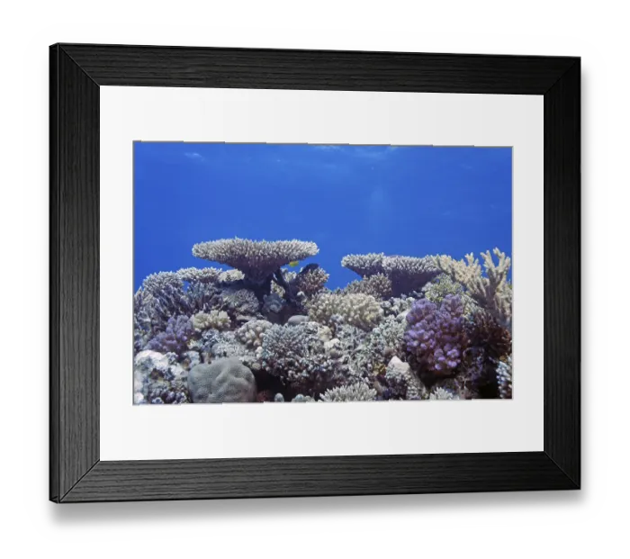Framed Print : Reef scene with numerous hard corals Framed Print : Reef scene with numerous hard corals