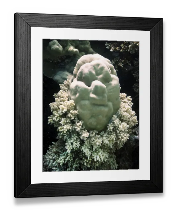 Framed Print : Porites lutea, looks like a head with soft corals as a collar