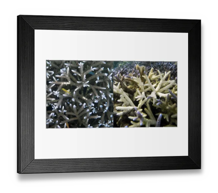 Framed Print : Staghorn coral (Acropora vaughani) photo right April 2009