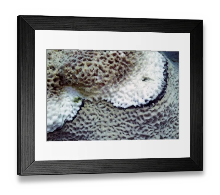 Framed Print : Black Band Disease (BBD)