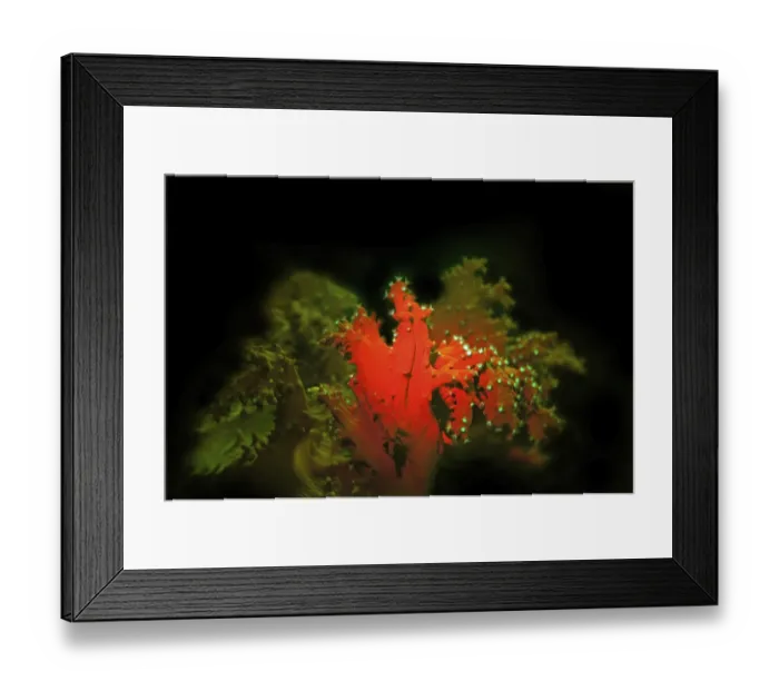 Framed Print : Cabbage coral (Sinularia sp.), fluorescence