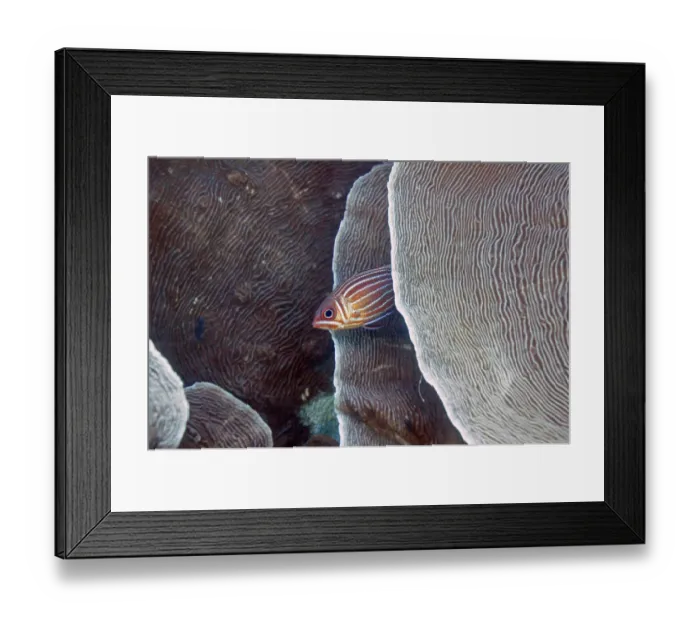 Framed Print : Diademed hussar (Sargocentron diadema)