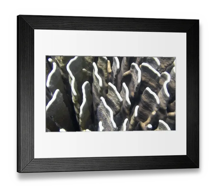 Framed Print : Blue coral (Heliopora coeruea)