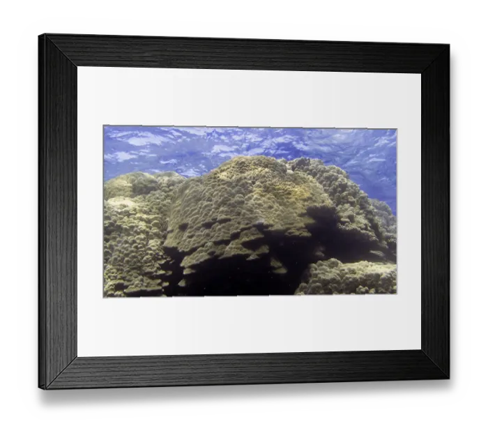 Framed Print : Lobster coral (Porites lobata) Framed Print : Lobster coral (Porites lobata)