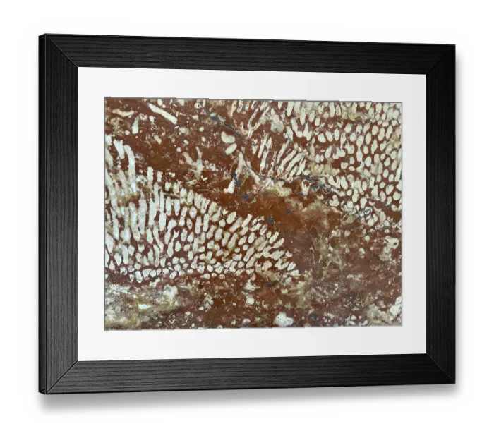 Framed Print : Polished Adnet coral reef limestone Framed Print : Polished Adnet coral reef limestone