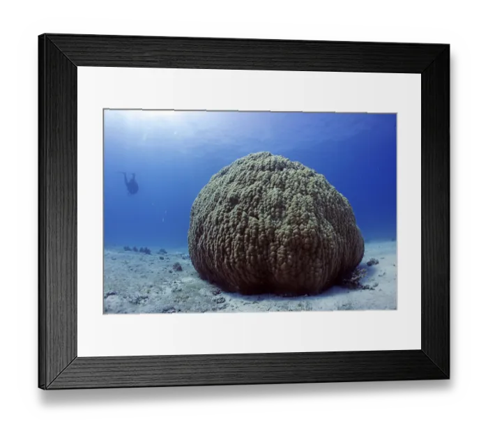 Framed Print : Single large stony coral (Porites lutea) Framed Print : Single large stony coral (Porites lutea)