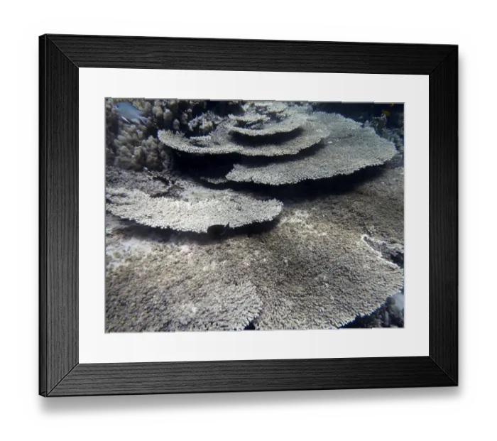Framed Print : Table coral (Acropora cytherea)