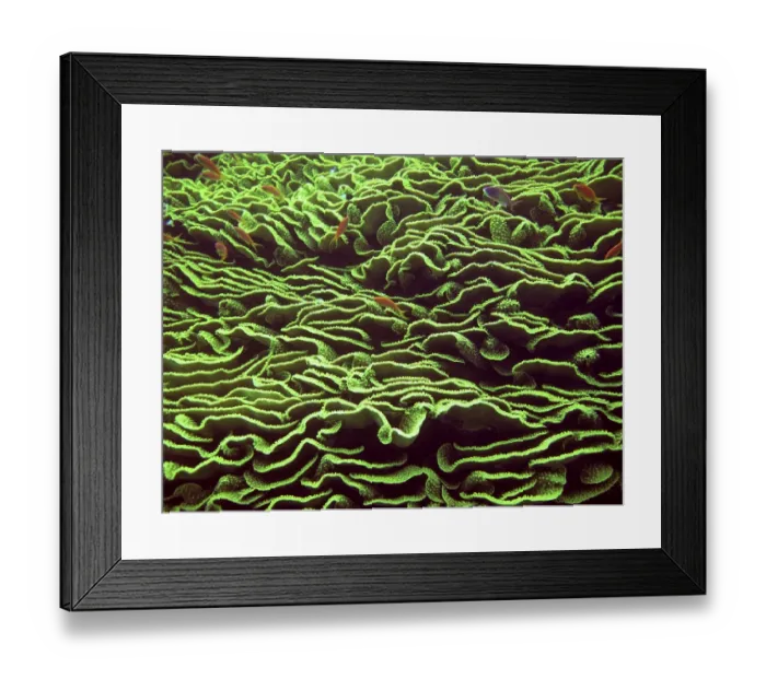 Framed Print : Lettuce coral (Turbinaria reniformis)