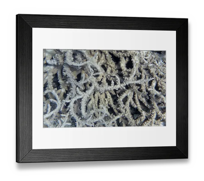Framed Print : Acropora stony coral (Acropora pharaonis) Framed Print : Acropora stony coral (Acropora pharaonis)