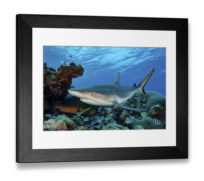 Framed Print : Underwater photo close-up of Grey reef shark (Carcharhinus amblyrhynchos) Framed Print : Underwater photo close-up of Grey reef shark (Carcharhinus amblyrhynchos)