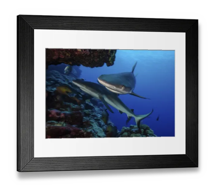 Framed Print : Underwater photo Close-up of two specimens Grey reef shark (Carcharhinus amblyrhynchos)