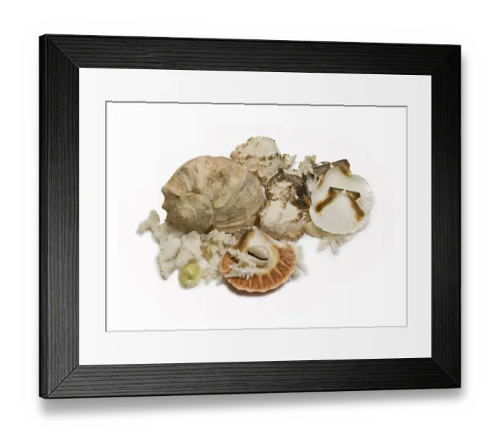 Framed Print : Group of sea shells and corals isolated