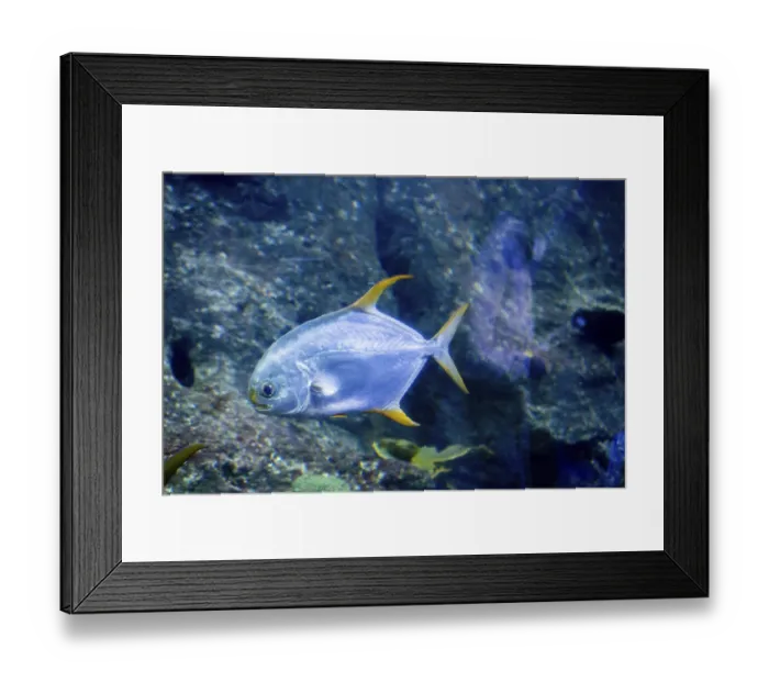 Framed Print : Beautiful fish at bottom of the aquarium Framed Print : Beautiful fish at bottom of the aquarium