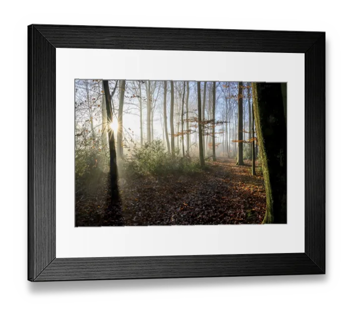 Framed Print : Sunlight falls through the trees of an autumn forest