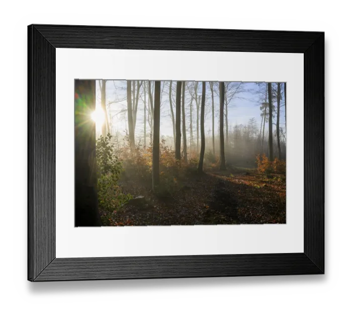 Framed Print : Krucum, Melle, Lower Saxony, Germany Sun rays illuminate an autumnal forest