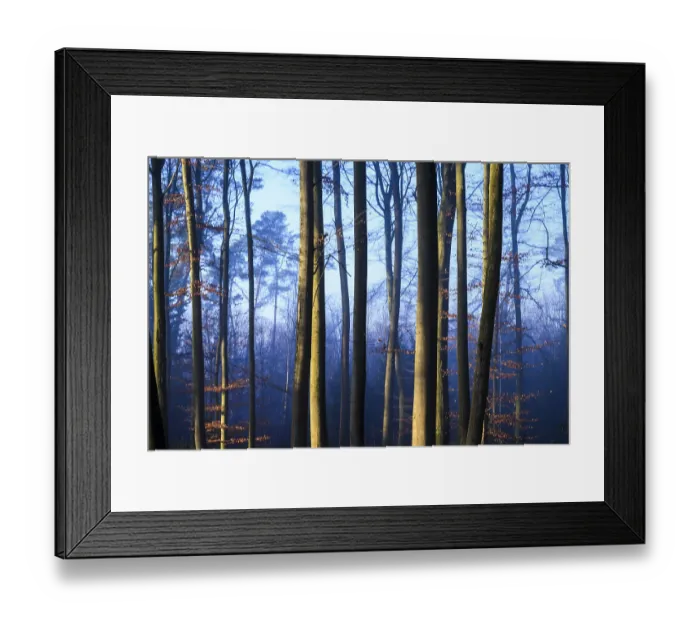 Framed Print : Tall trees in a forest in twilight blue light