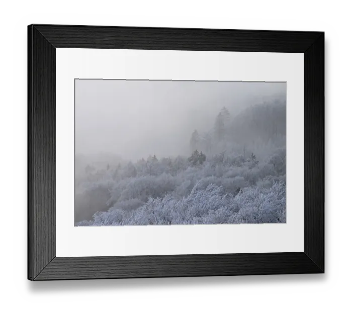 Framed Print : A foggy winter forest with snow-covered trees creates a quiet and mystical atmosphere