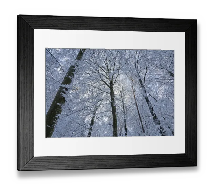 Framed Print : Snowy trees, treetops, forest, snow Framed Print : Snowy trees, treetops, forest, snow