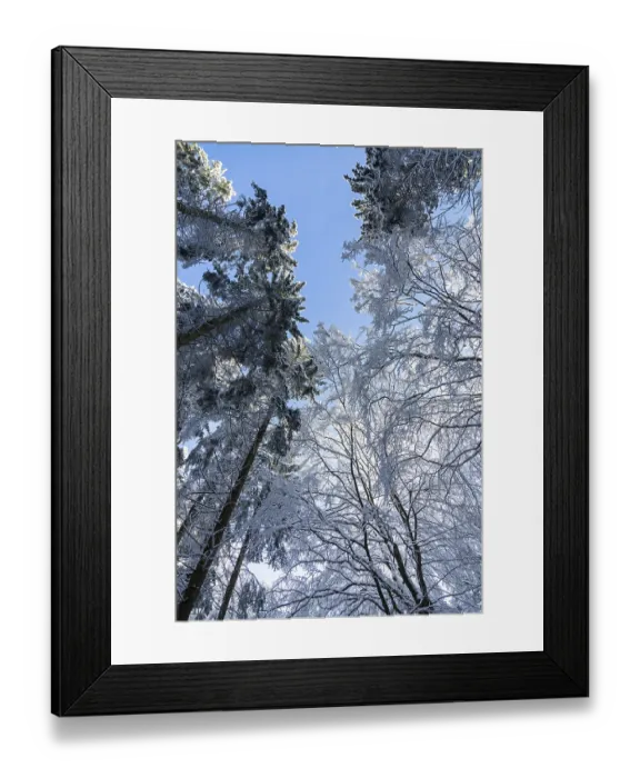 Framed Print : Snowy trees, treetops, forest, snow Framed Print : Snowy trees, treetops, forest, snow