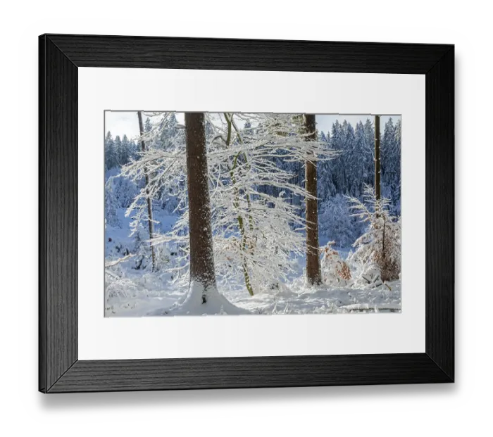 Framed Print : Snowy trees, tree trunks, forest Framed Print : Snowy trees, tree trunks, forest