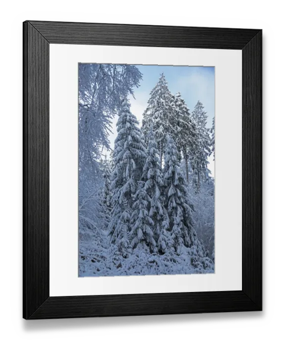 Framed Print : Snowy trees, conifers, forest, snow