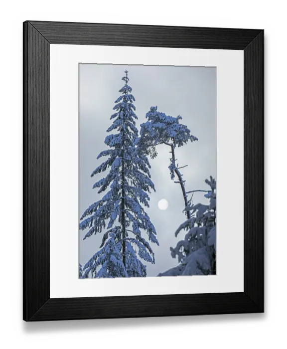 Framed Print : Snowy trees, conifers, sun, forest