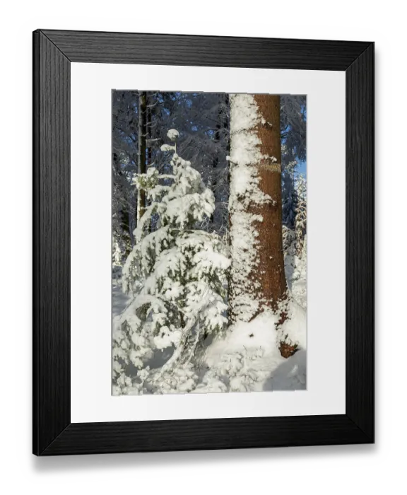 Framed Print : Snowy trees, forest, conifer, tree trunk Framed Print : Snowy trees, forest, conifer, tree trunk