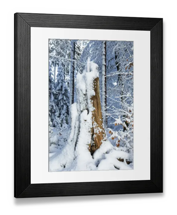 Framed Print : Snowy tree stump, tree trunk, forest Framed Print : Snowy tree stump, tree trunk, forest