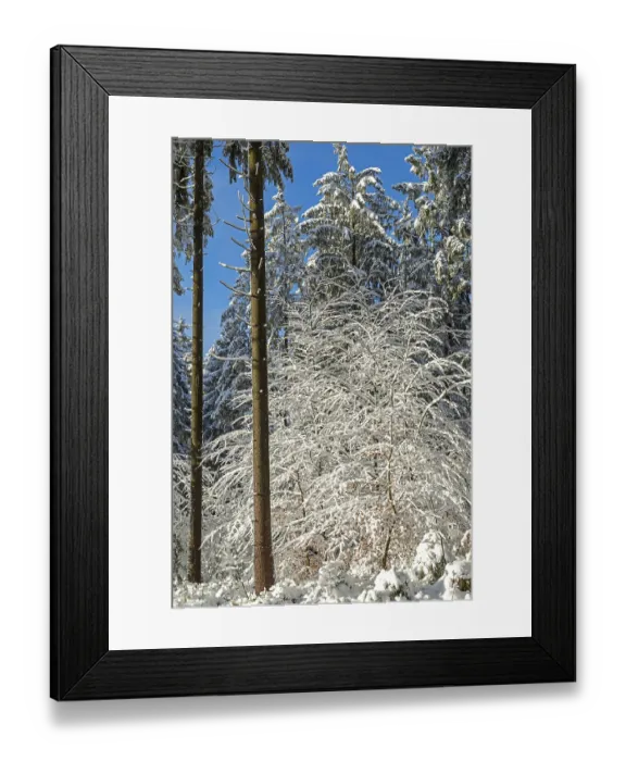 Framed Print : Snowy trees, tree trunks, forest Framed Print : Snowy trees, tree trunks, forest