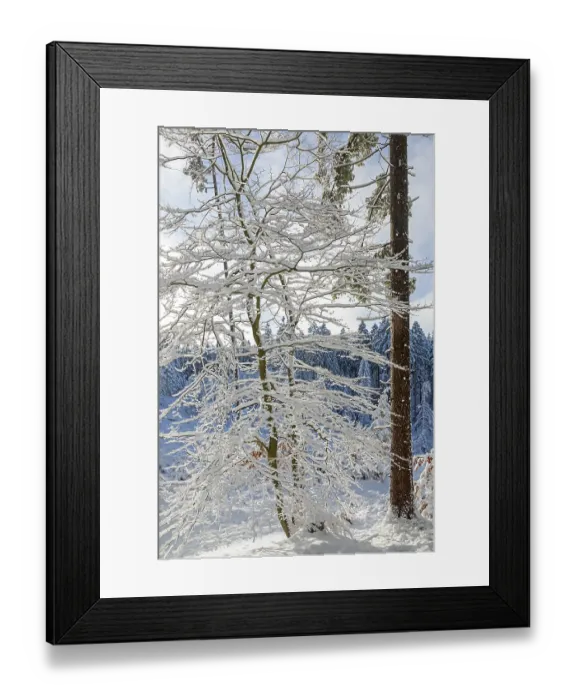 Framed Print : Snowy trees, tree trunk, forest