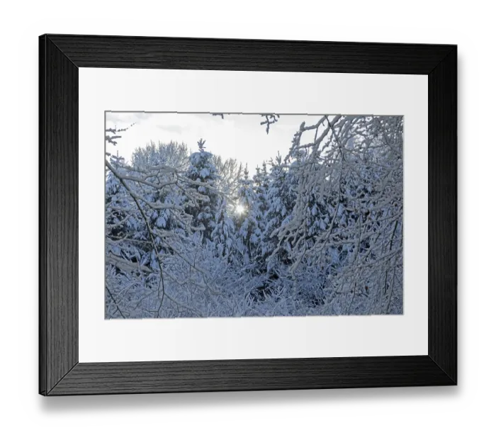Framed Print : Snowy trees, forest, sun, snow Framed Print : Snowy trees, forest, sun, snow