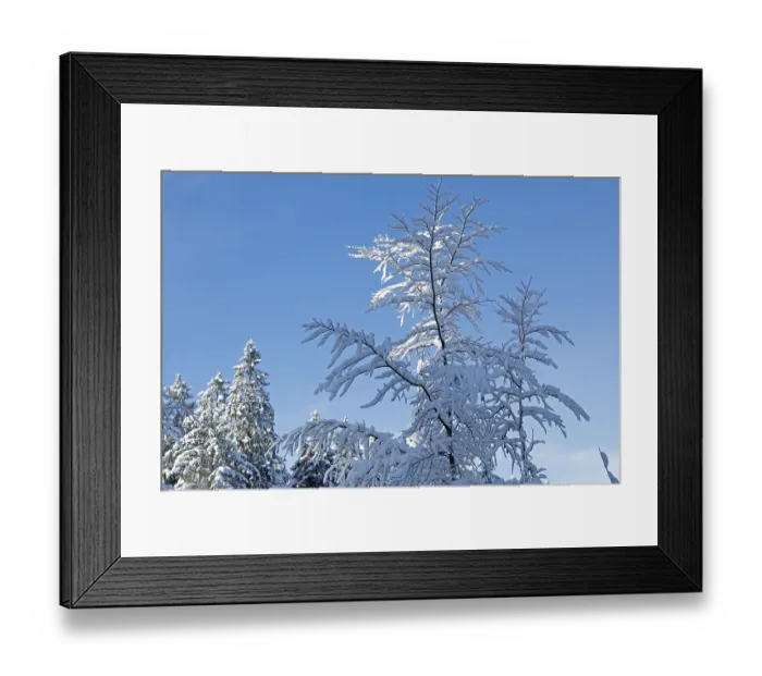 Framed Print : Snowy trees, forest, snow, winter