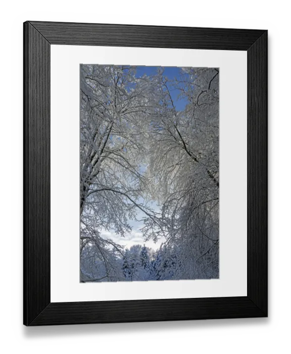 Framed Print : Snowy trees, forest, snow, winter Framed Print : Snowy trees, forest, snow, winter