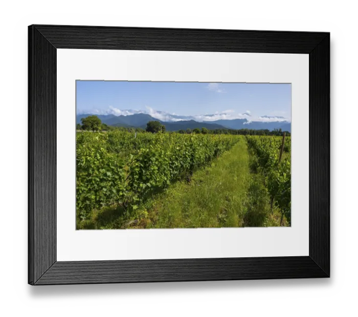 Framed Print : An extensive vineyard with green vegetation and a mountain backdrop under a blue sky with clouds