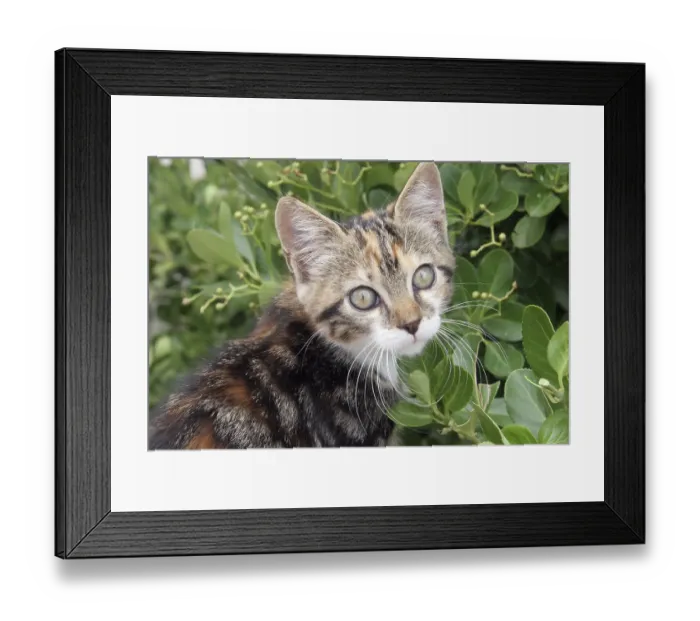 Framed Print : Young cute kind domestic cat portrait