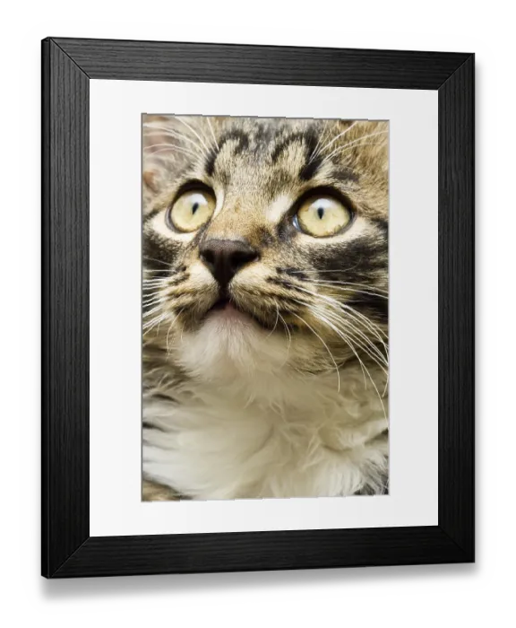 Framed Print : Face of a domestic cat with widely open eyes