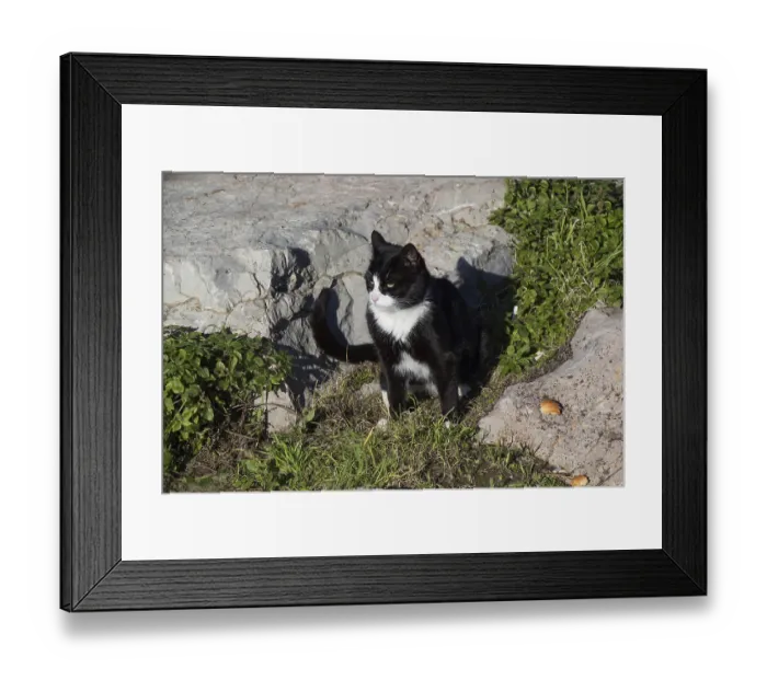 Framed Print : Close-up portrait of a lovely kitten as domestic animal in view