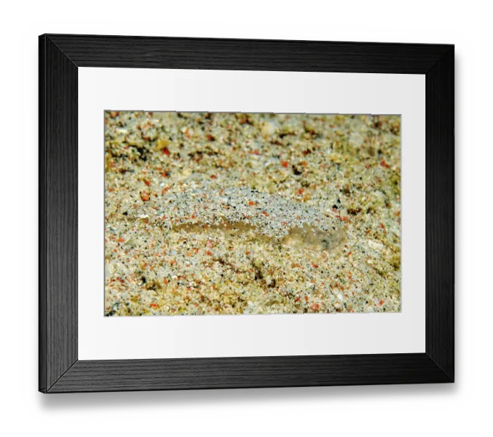 Framed Print : Underwater photo Extreme close-up of very small juvenile flatfish Butt (Bothus)